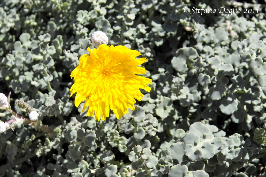 Sonchus masguindalii